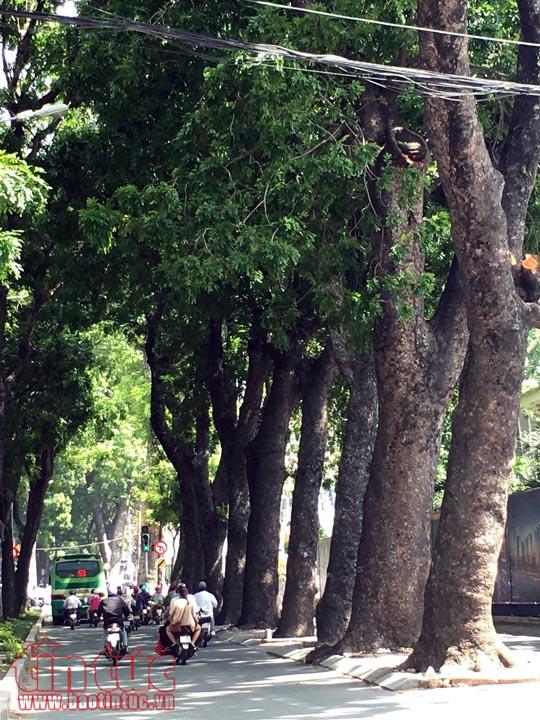 Ngắm hàng xà cừ trên đường Tôn Đức Thắng trước khi đốn hạ để xây cầu Thủ Thiêm 2 ảnh 1